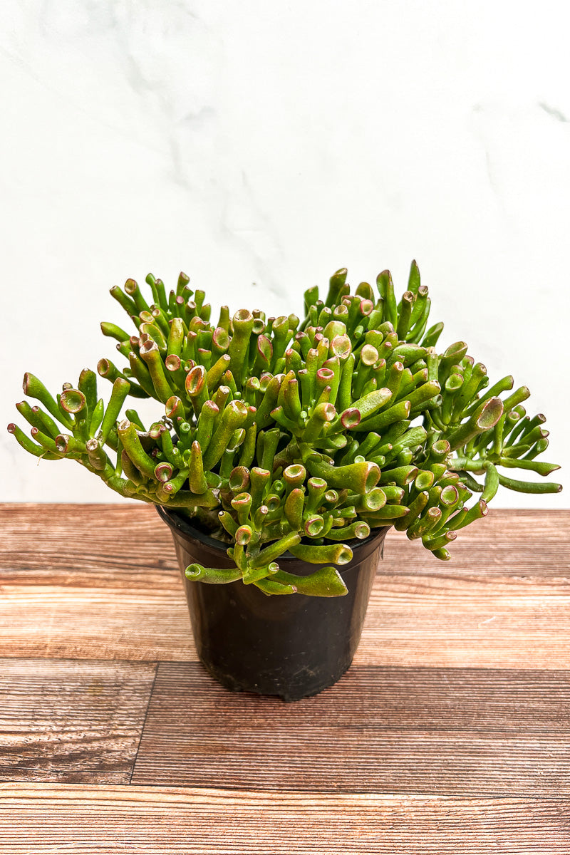 Crassula, Jade Gollum 1G