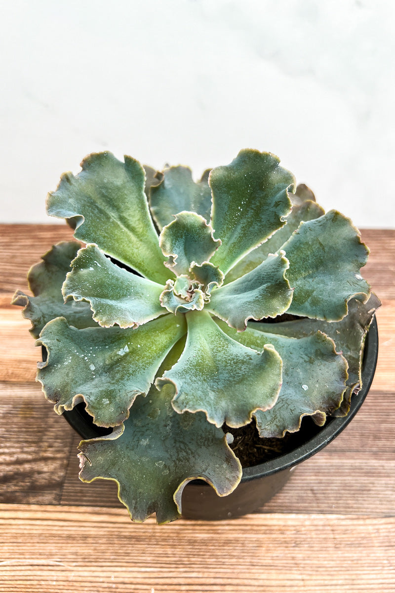 Echeveria Violacina  1G Bl Cab