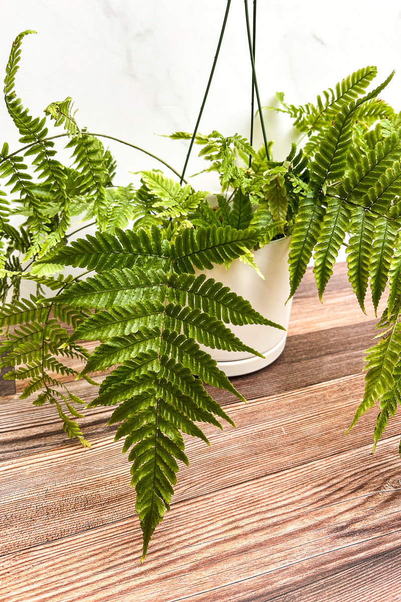 Fern, Autumn 6.5" Hanging Basket