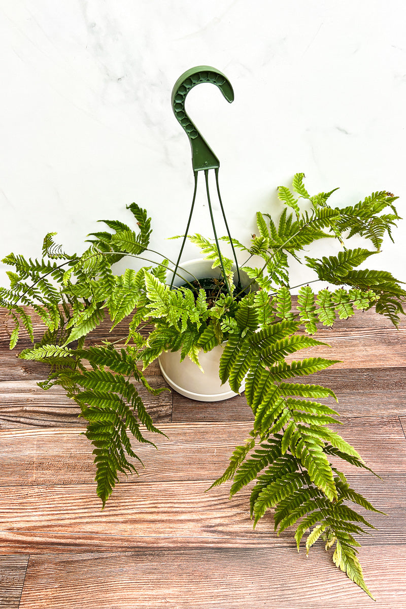 Fern, Autumn 6.5" Hanging Basket