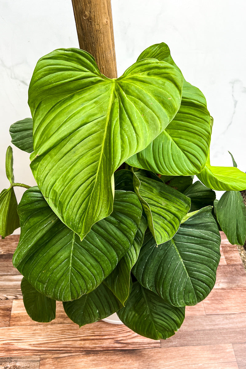 Philodendron, Fuzzy Petiole