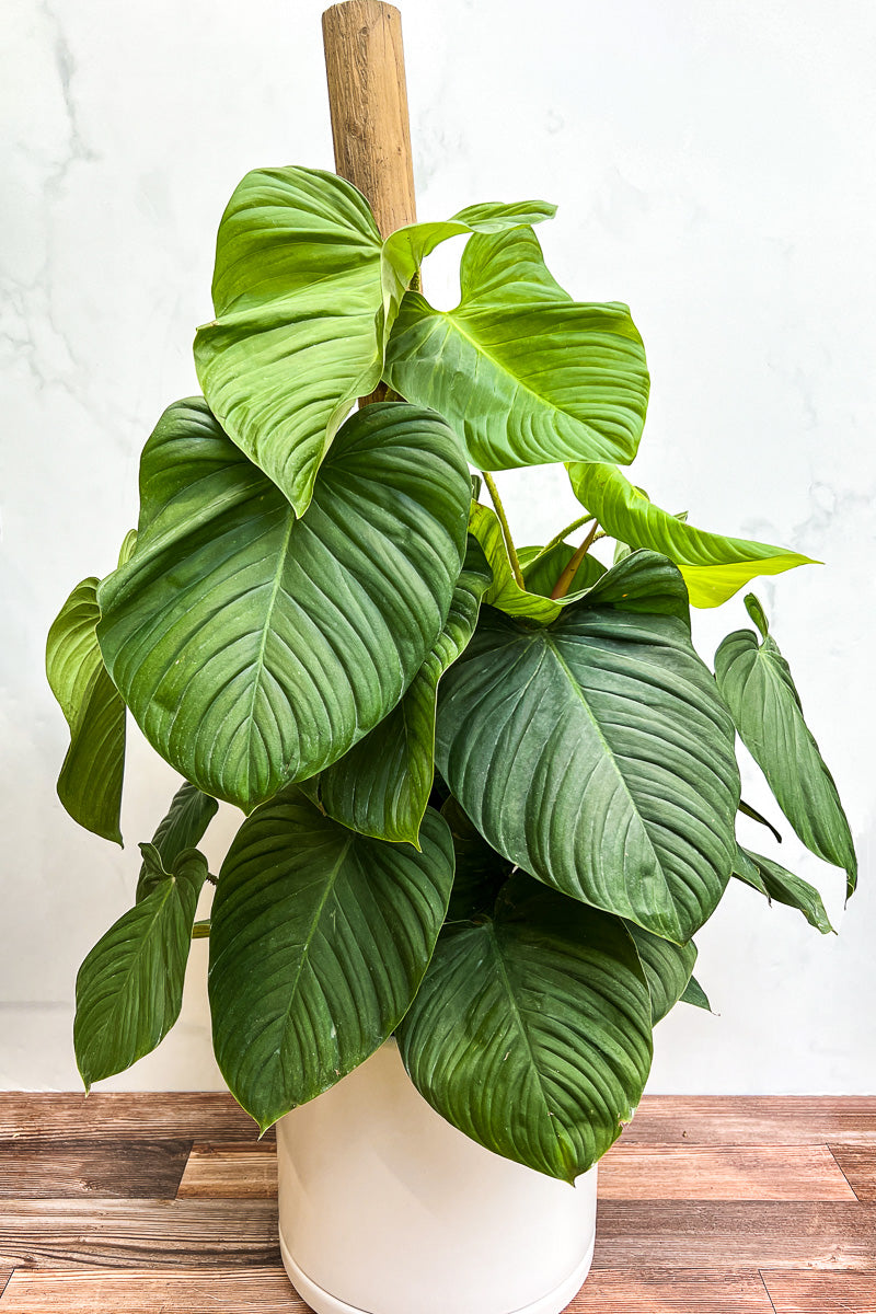 Philodendron, Fuzzy Petiole