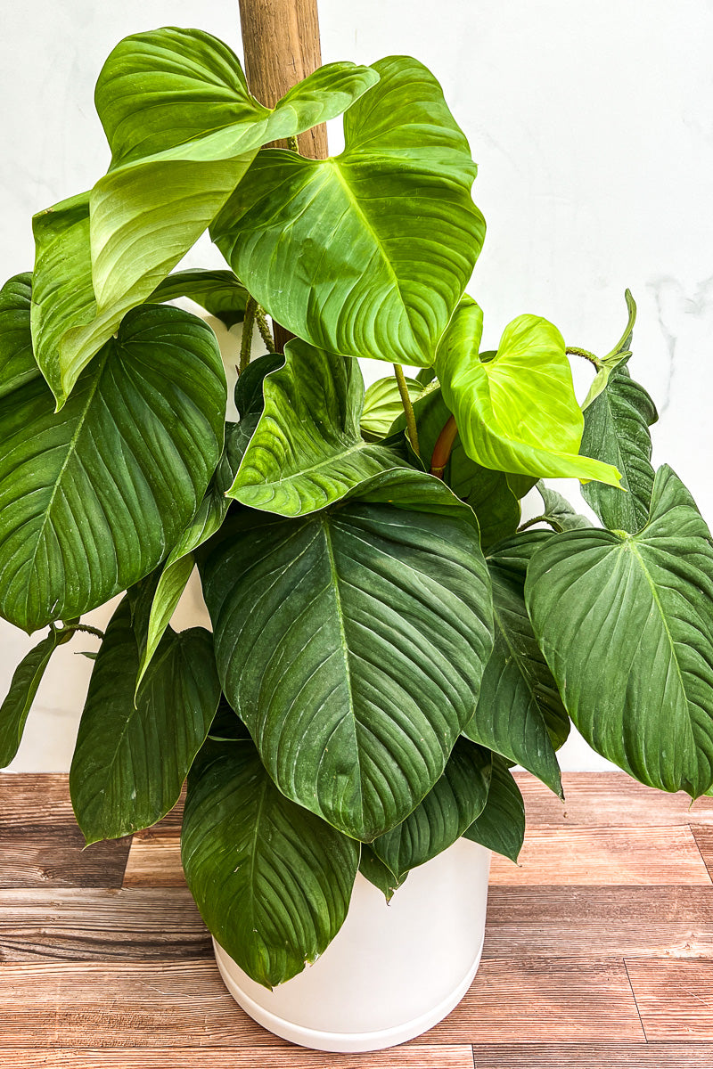 Philodendron, Fuzzy Petiole