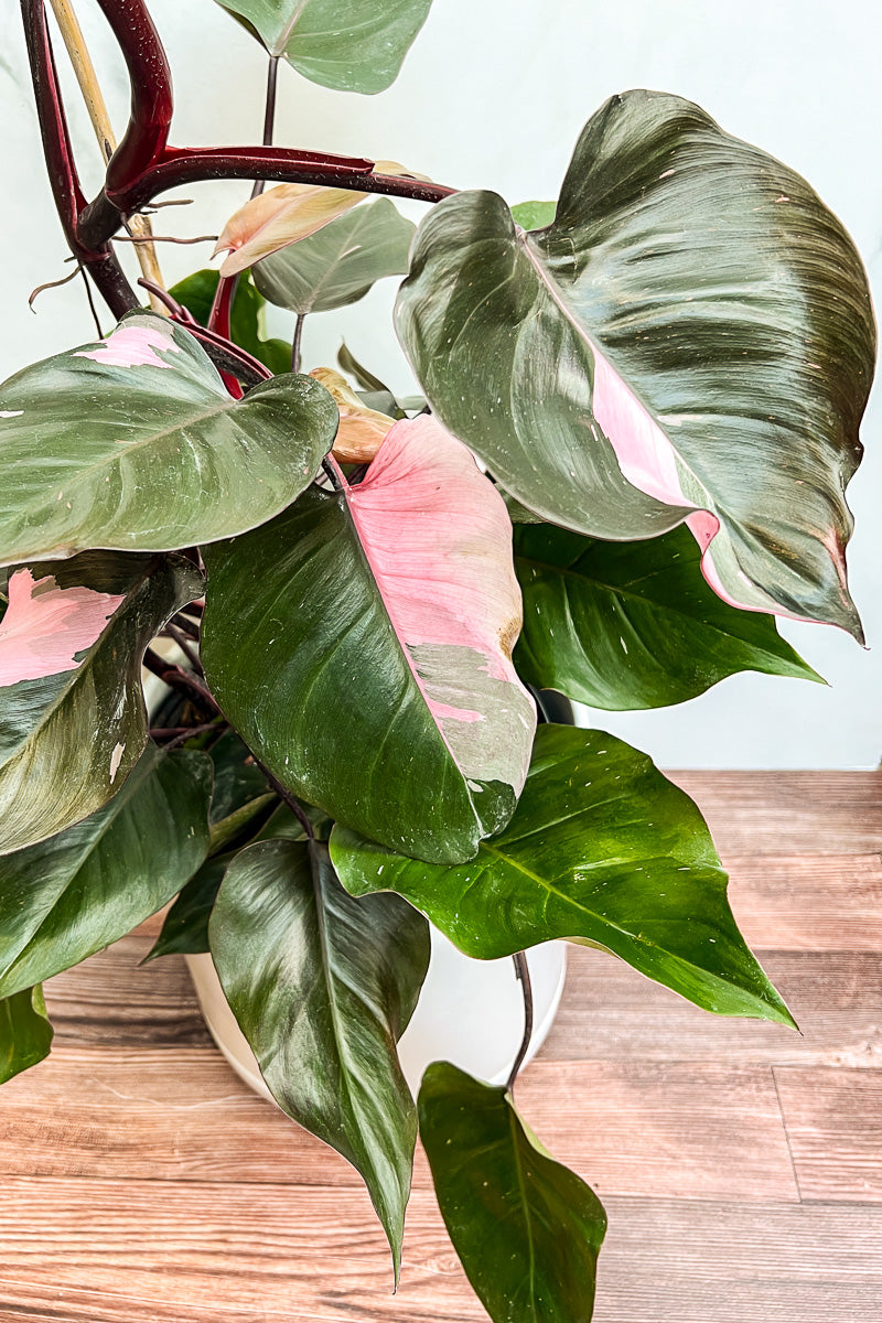 Philodendron, Rare Pink Princess 10"