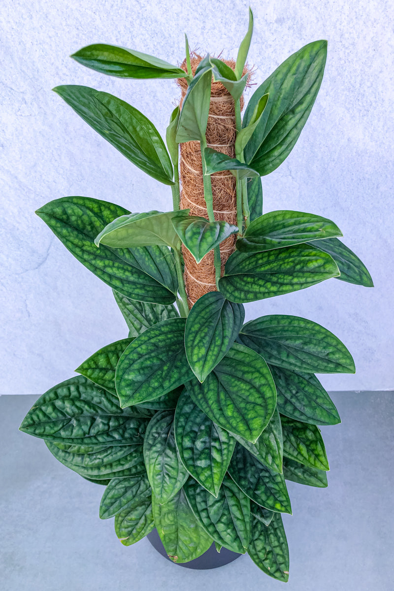 house plants from peru Monstera, Peru 8" Totem – Chalet
