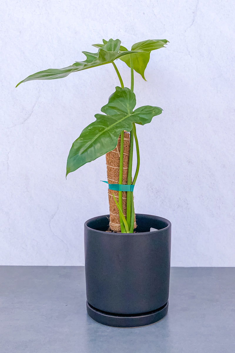 Philodendron, Florida Green 6"