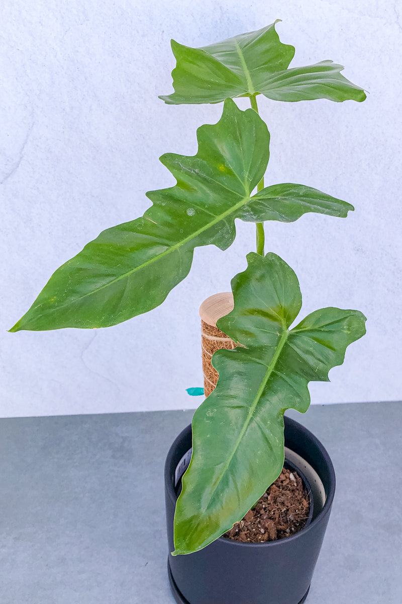 Philodendron, Florida Green 6"