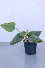 Philodendron, Serpens 5"