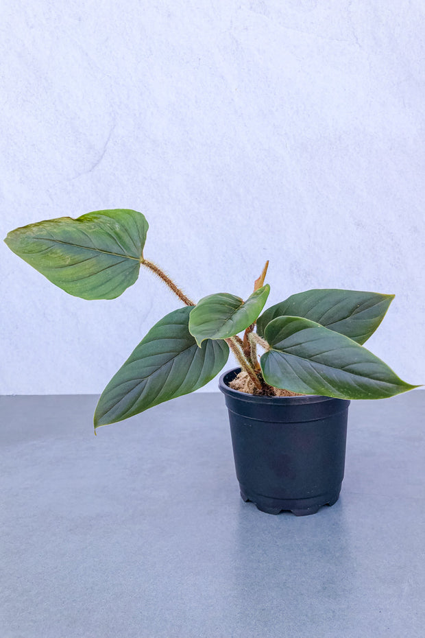 Philodendron Serpens 5"