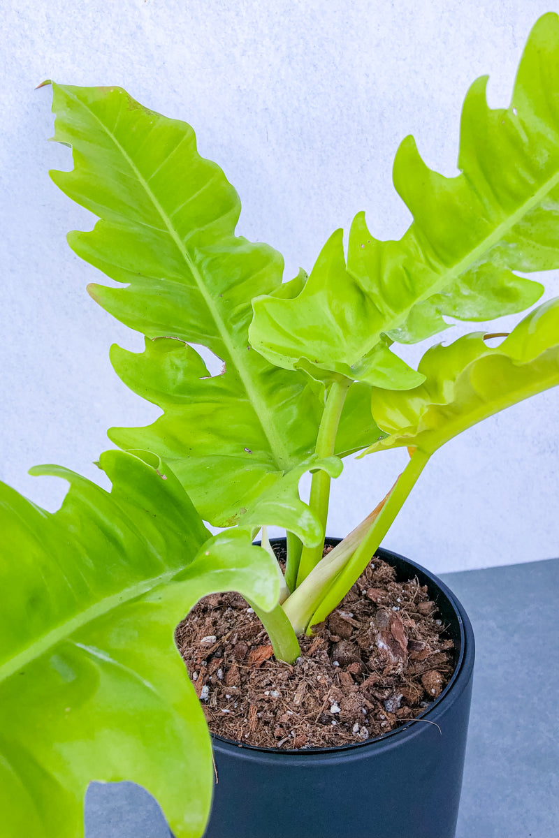 Philodendron, Golden Crocodile 6"