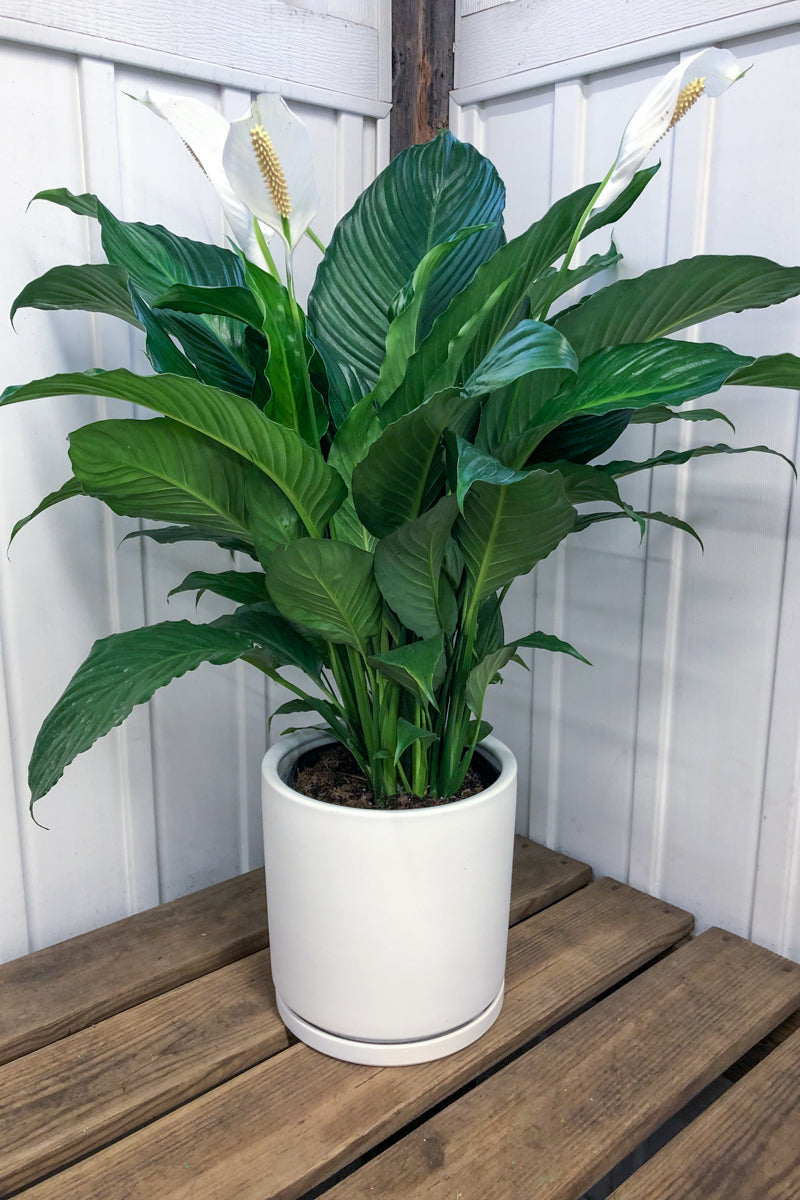 Peace Lily, Sweet Pablo 12"