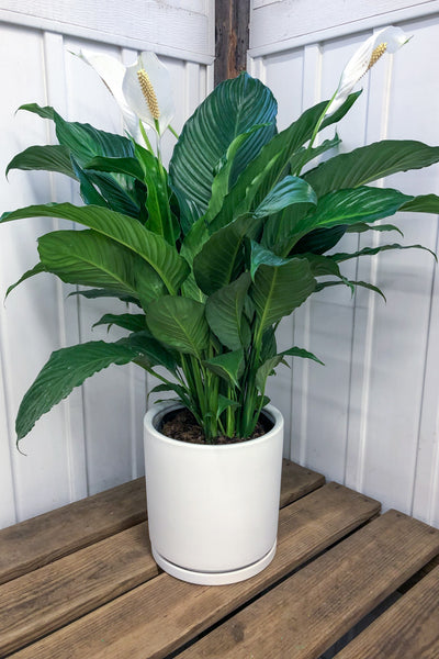 Peace Lily, Sweet Pablo 10"