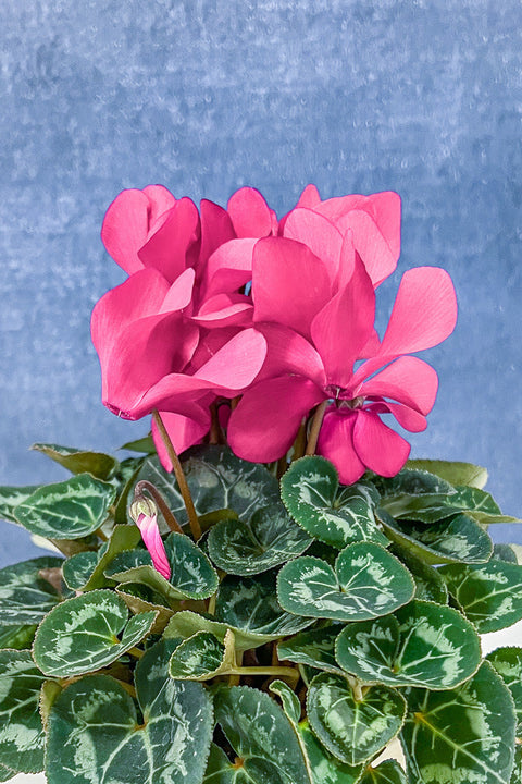 Cyclamen, Pink 6"