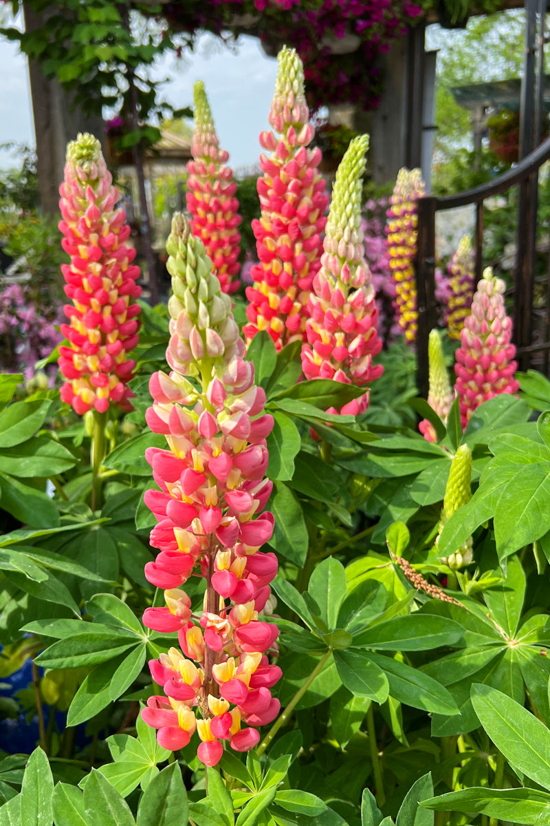 Lupine, W Tequila Flame