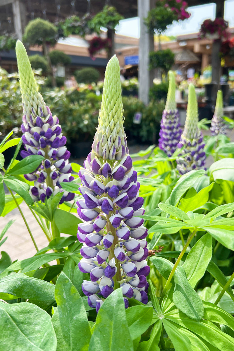 Lupine, W Blacksmith