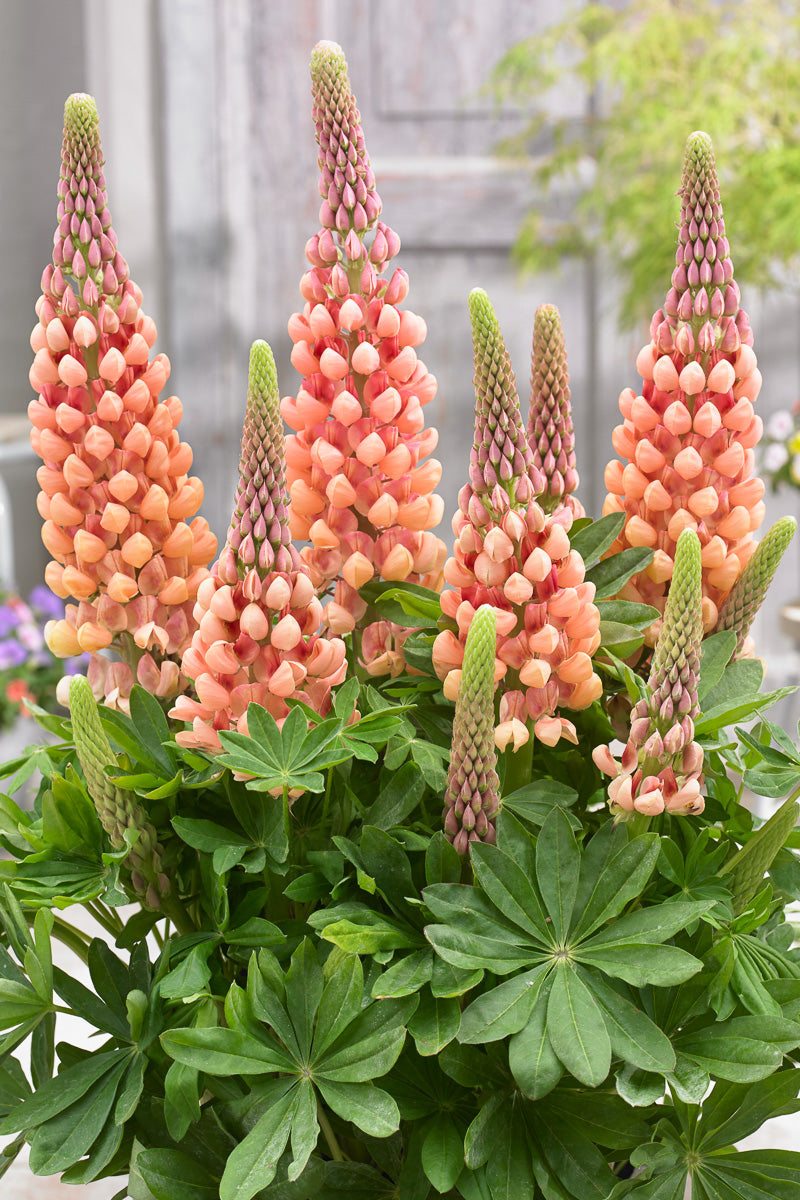 Lupine, Salmon Star