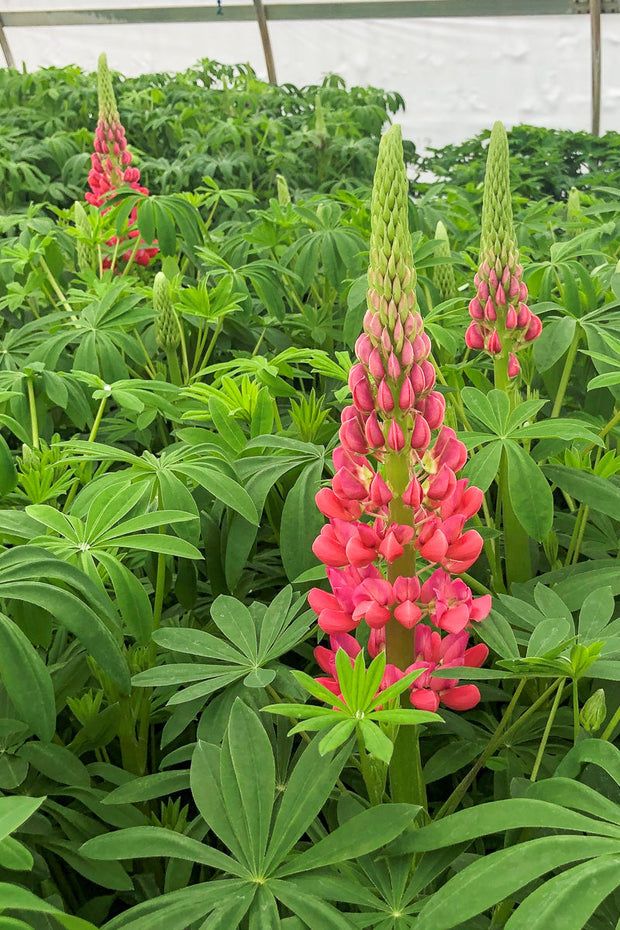 Lupine, W Beefeater