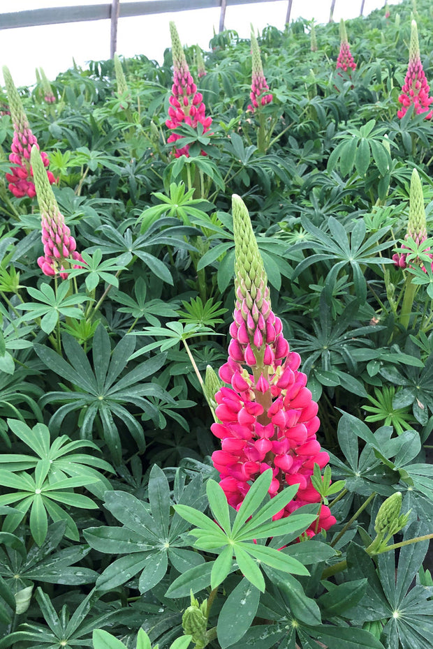 Lupine, West Red Rum