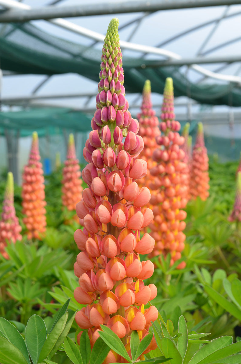 Lupine, W Terracotta