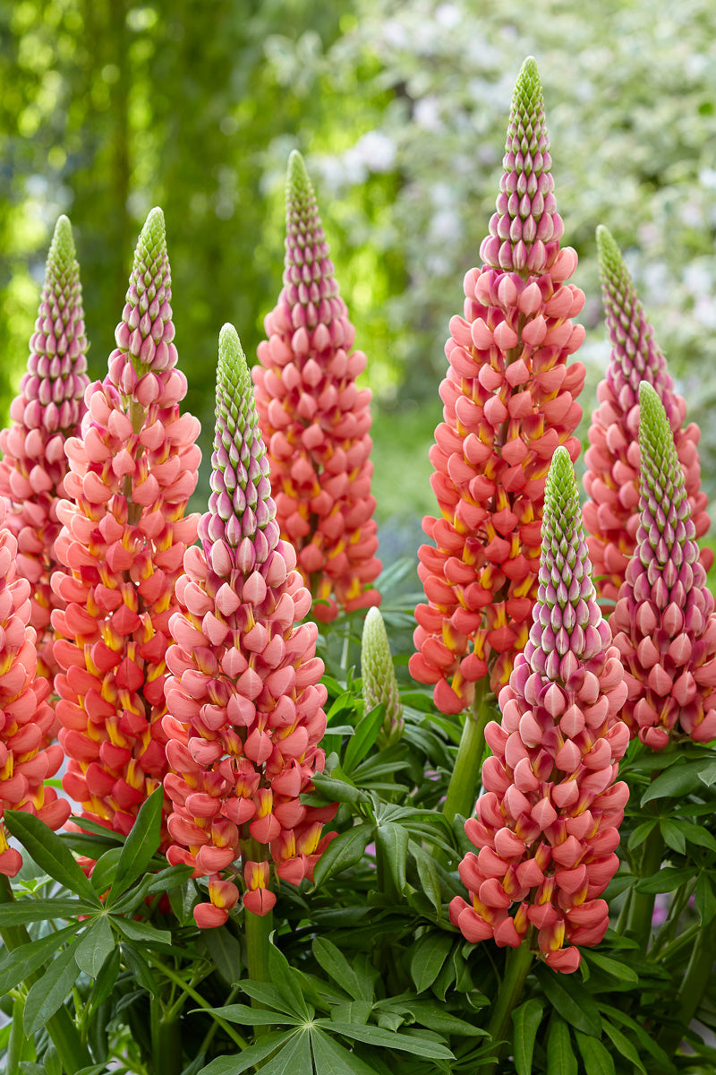 Lupine, Westcountry Towering Inferno