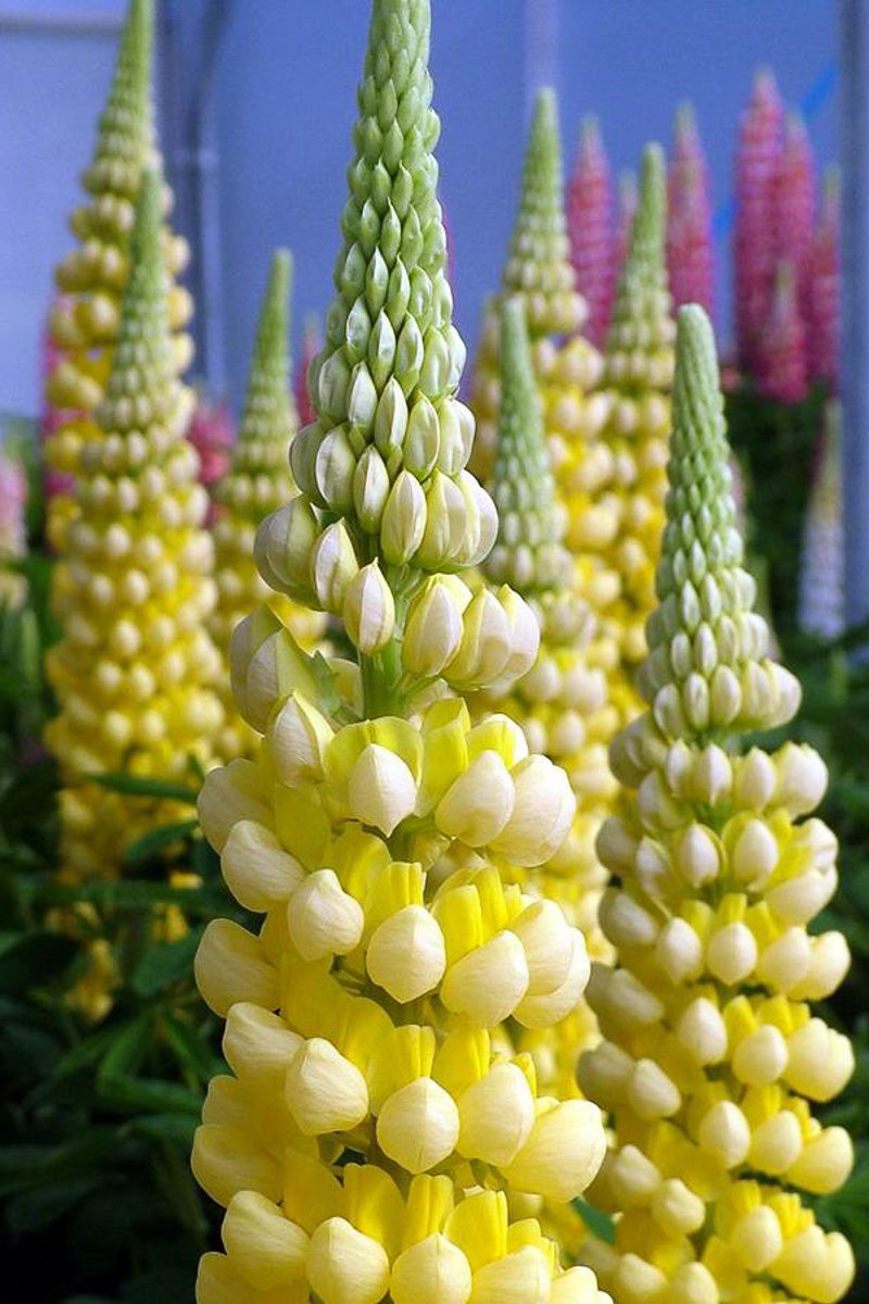 Lupine, W Desert Sun