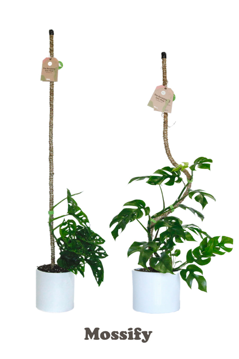 The Original Bendable Moss Pole™ Best Seller for Climbing Plants Plant  Support Hand Made Moss Pole Premium Moss Pole 