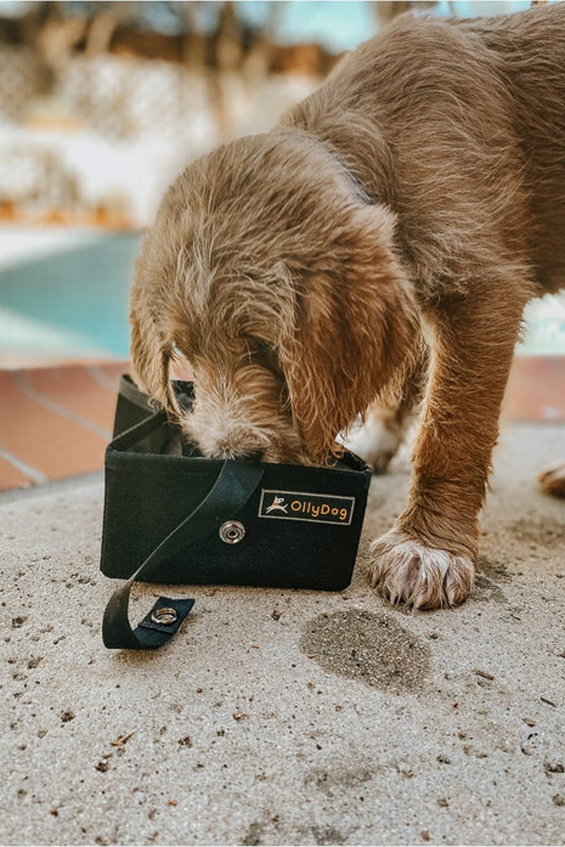 Ollydog Crumple Travel Bowl Raven