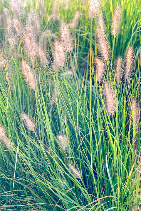 Grass, Fountain- Dwf Hameln