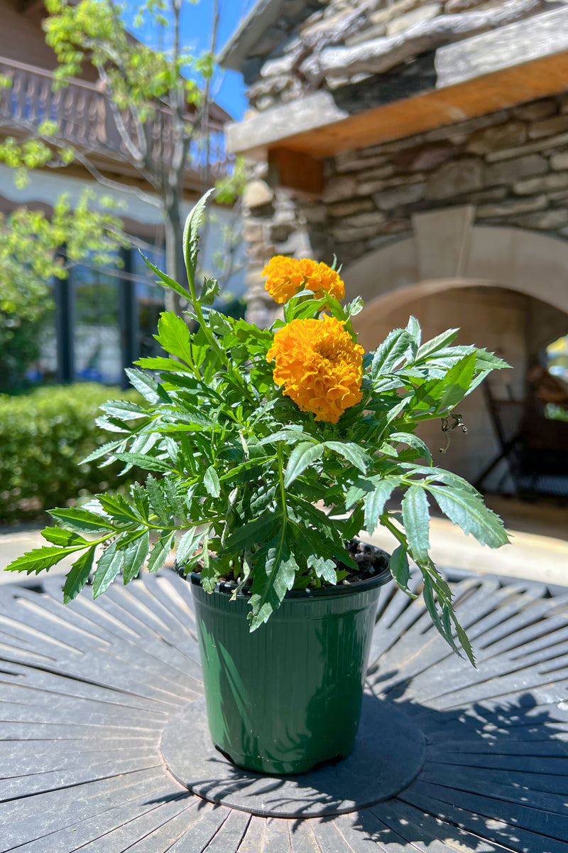 Marigold Yellow (Short)