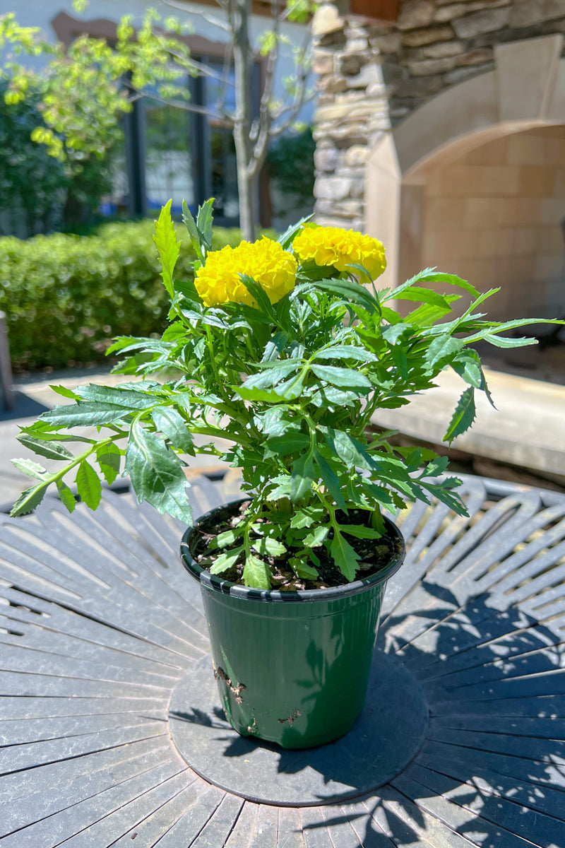 Marigold Yellow Lg Flower