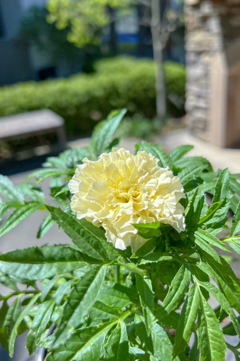 Marigold White Large Flower