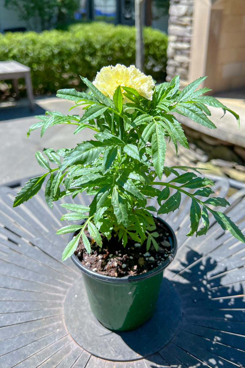 Marigold White (Tall)