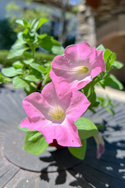 Petunia, Mounding Pink