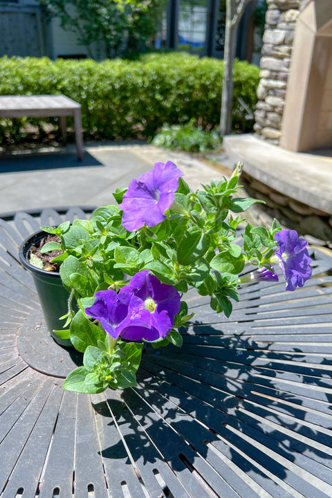 Petunia, Light Blue