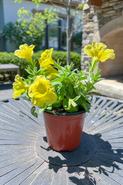 Petunia, Mounding Yellow