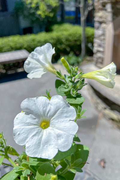 Petunia, Mounding White