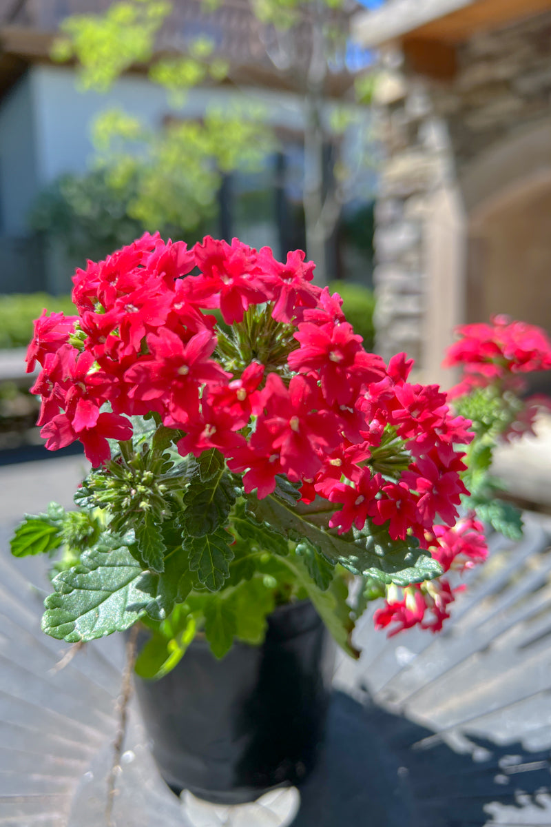 Verbena, Red Trailing