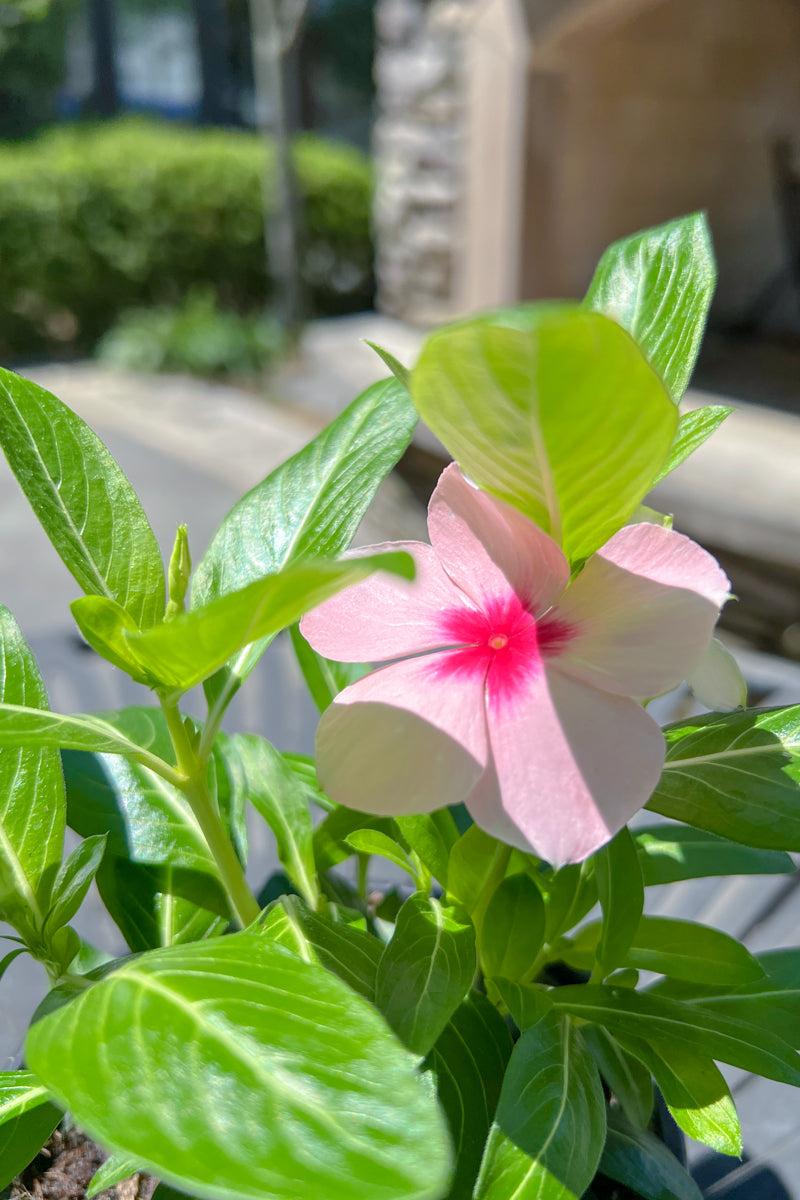 Vinca, Flowering Tr Peach
