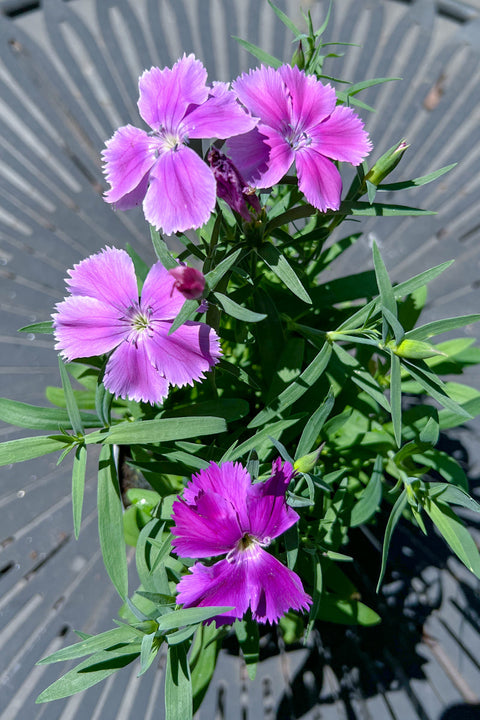 Dianthus, Blueberry