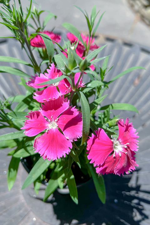 Dianthus, Diana Rose Shades