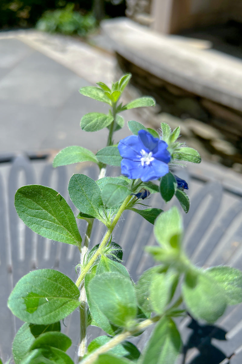 Evolvulus Blue