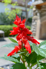Salvia, Red