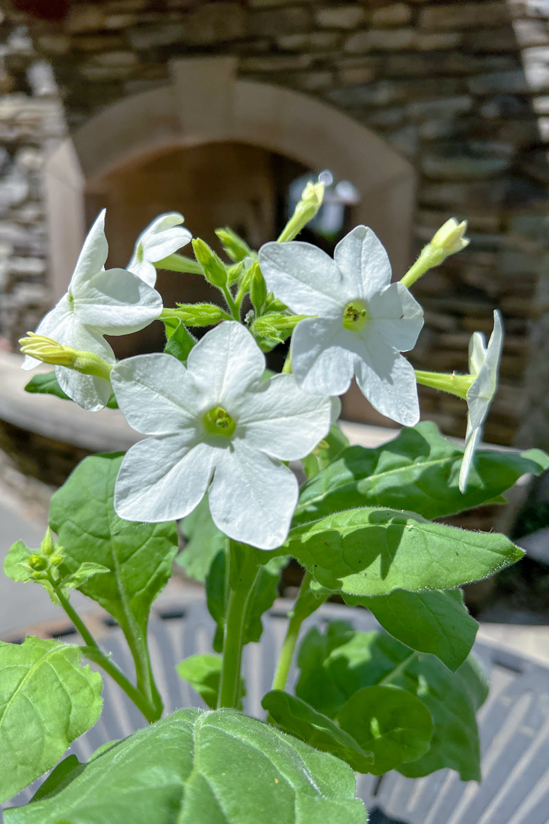 Nicotiana White