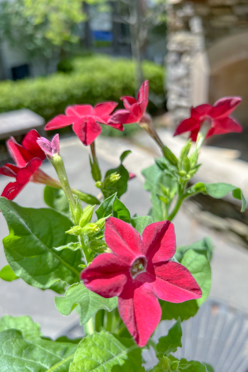 Nicotiana Red