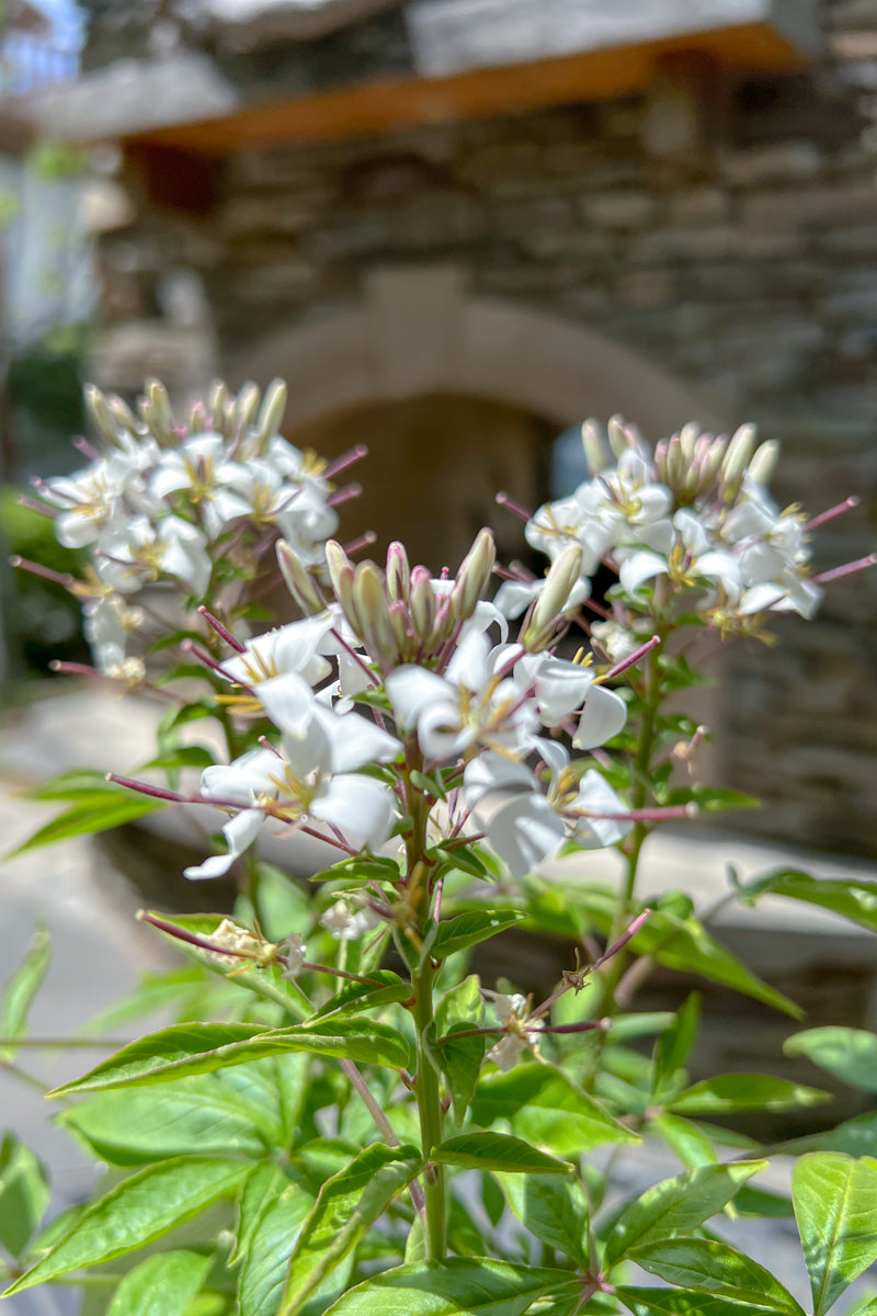 Cleome, Senorita Blanca