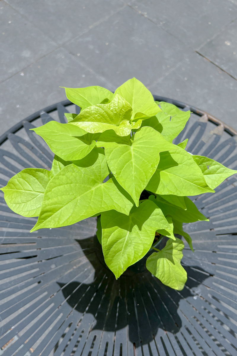 Ipomoea Sweetheart Lime