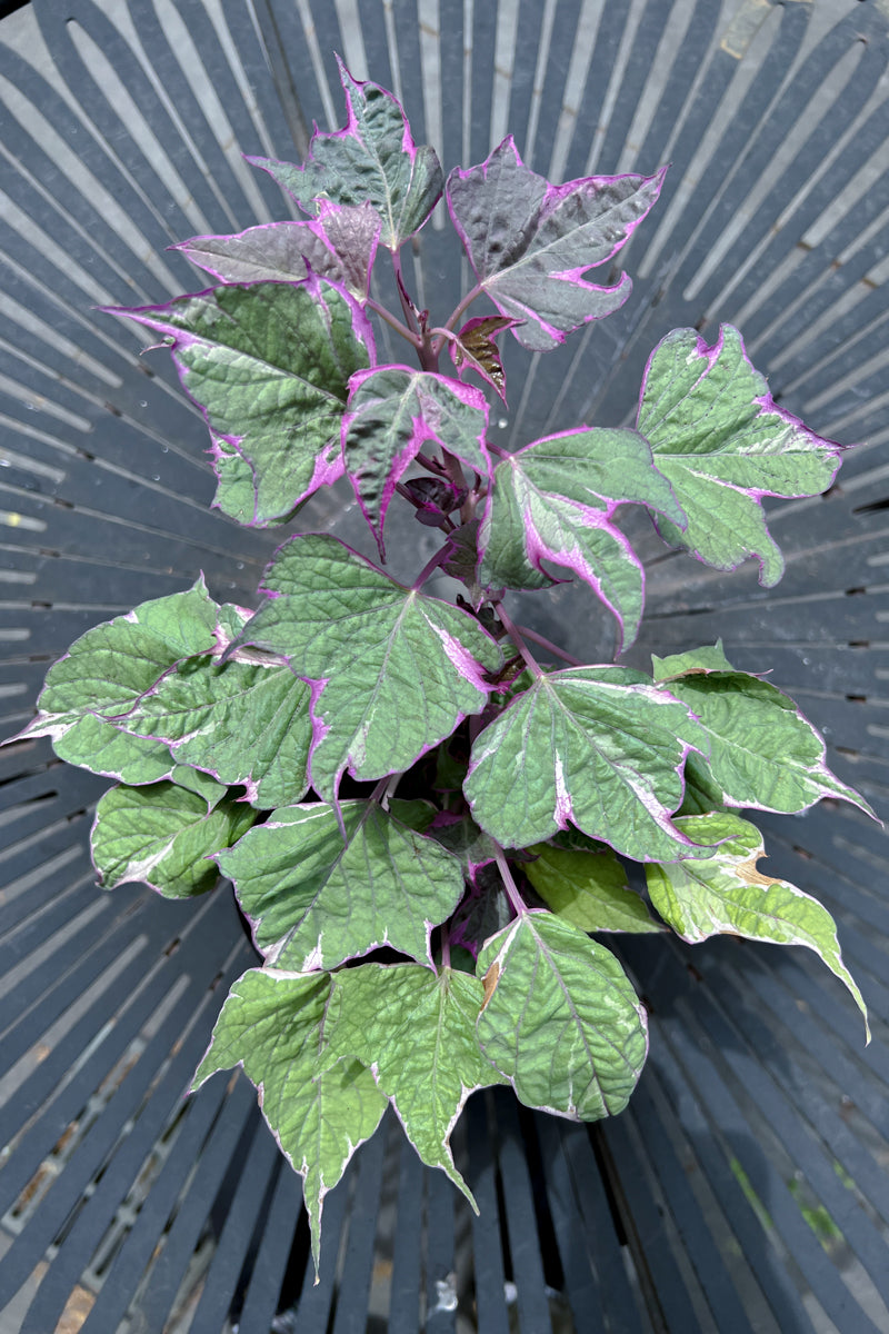 Ipomoea, Sweet Potato Vine Tricolor