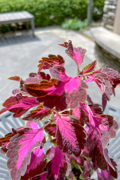 Coleus Colorblaze Velveteen