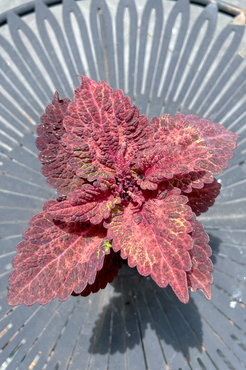 Coleus Indian Summer