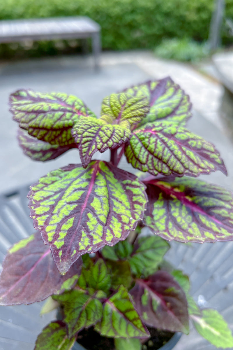 Coleus Fishnet Stockings